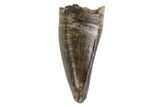 Juvenile Tyrannosaur Premax Tooth - Judith River Formation #93724-1